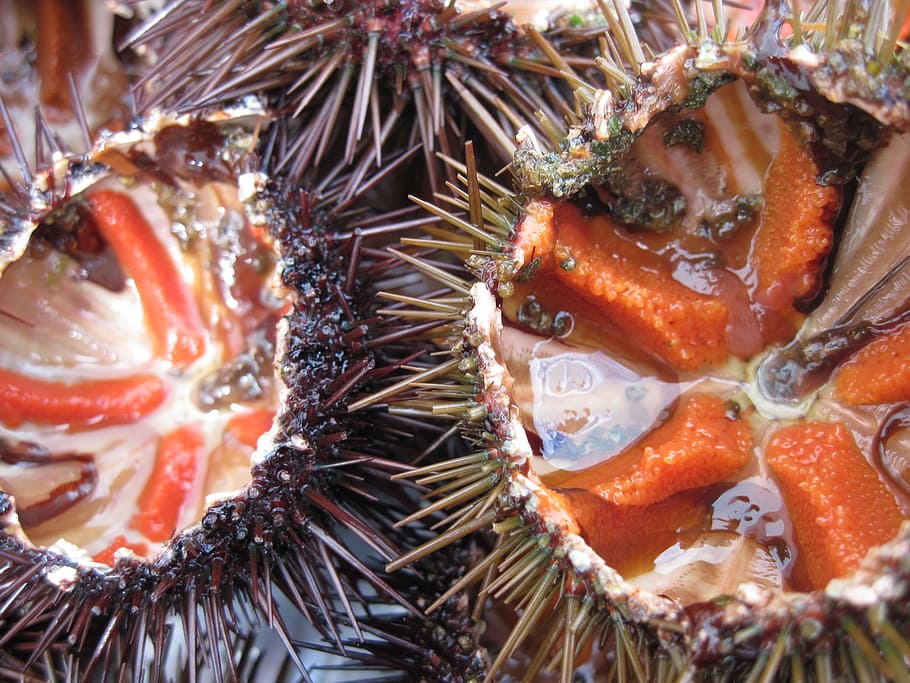 sea urchins, edible, seafood, frisch, food, delicious, delicacy, mediterranean cuisine, benefit from, close-up