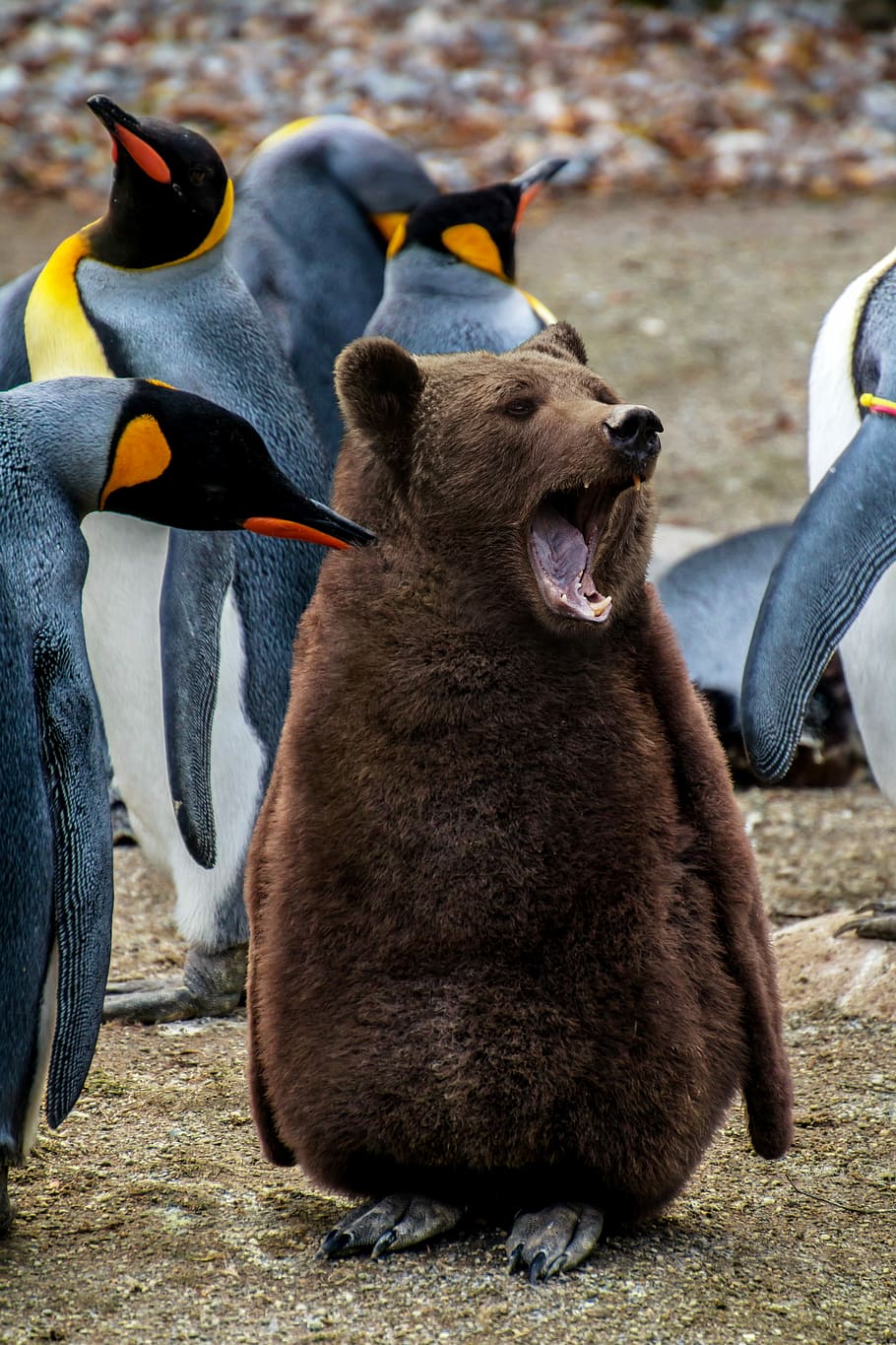 beruang coklat, hewan, mamalia, alam, dunia binatang, penguin, penguin kaisar, beruang, penguin muda, muda