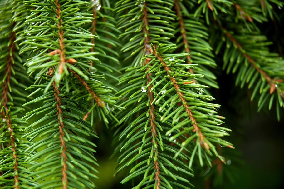 conifer, spruce, tree, park, outdoors, pine cone, needles, trunk, branch, green color