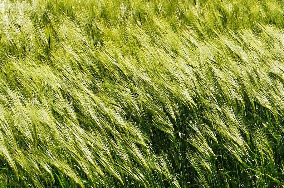 background, barley in the wind, cereals, spike, awns, halme, field, wind, eddy, summer