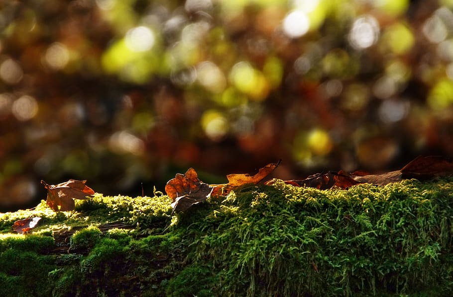 autumn, leaves, moss, log, forest, nature, season, bokeh, lights, sunshine