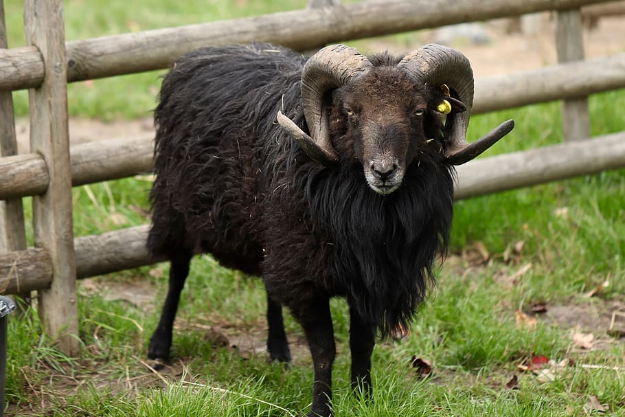 sheep, ram, aries, horns, livestock, bock, pasture, mammal, animal, animal world