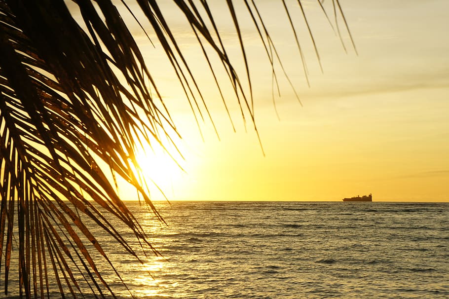 beach, sunset, palm tree, tropical, pacific, saipan, water, sea, sky, beauty in nature