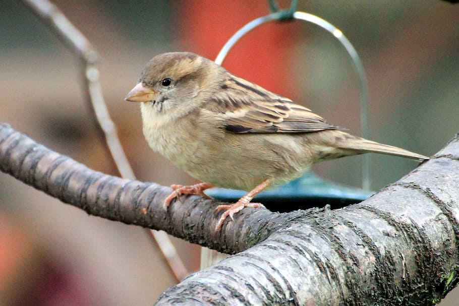 bird, sparrow, sperling, plumage, branch, songbird, nature, wildlife photography, small bird, animal themes