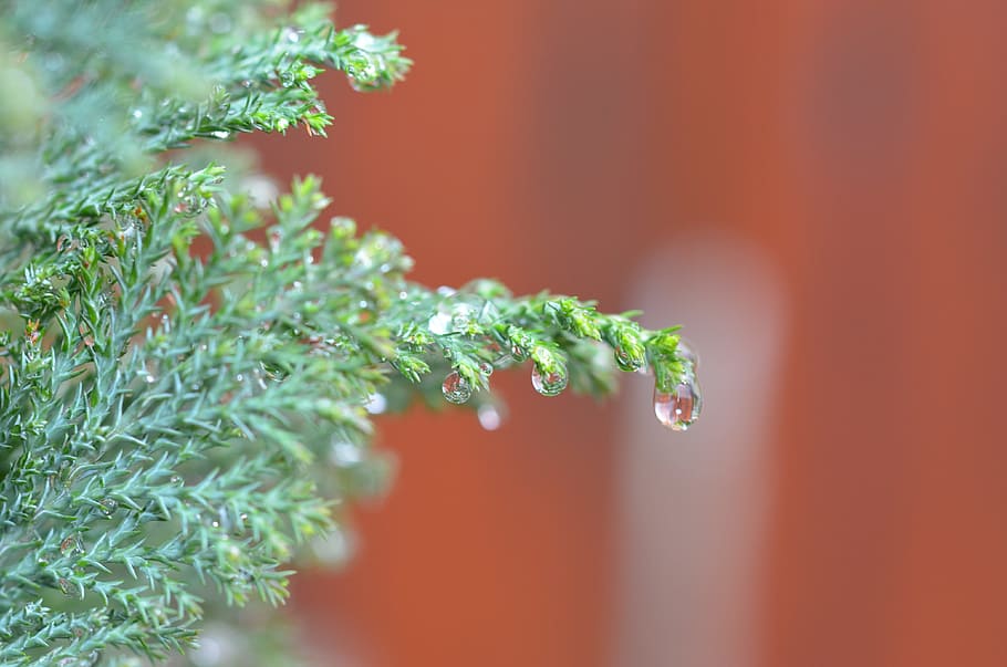 Raindrop, Drops, Macro, Water-Drop, nature, detailed, juniper, green color, christmas, plant