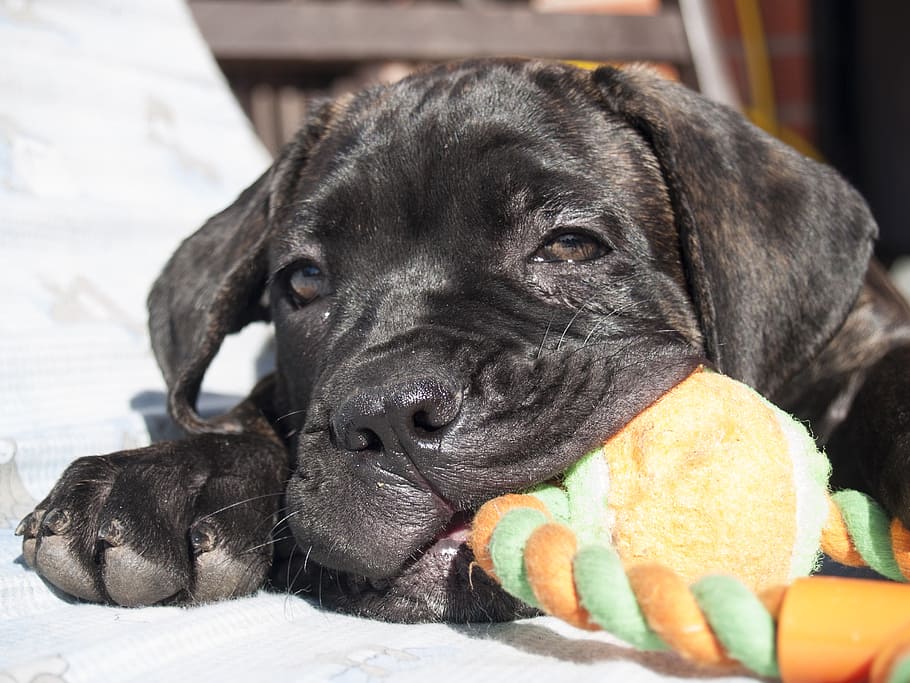 tan, brindle puppy, biting, chew, toy, dog, puppy, cane corso, cute, pets