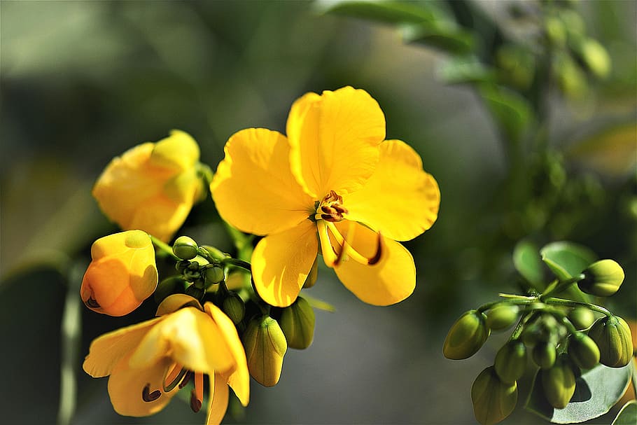 flores de pétalos amarillos, planta de sen, flor, floración, cerca, planta medicinal, senna alexandrina, planta floreciendo, amarillo, belleza en la naturaleza
