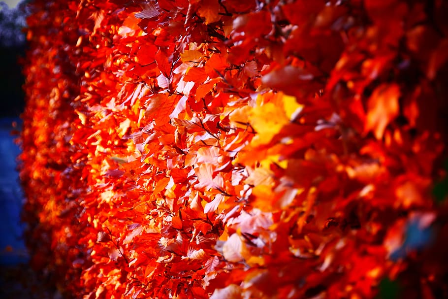 otoño, color, colorido, hojas, árbol, naturaleza, hoja, colores, brillante, votar