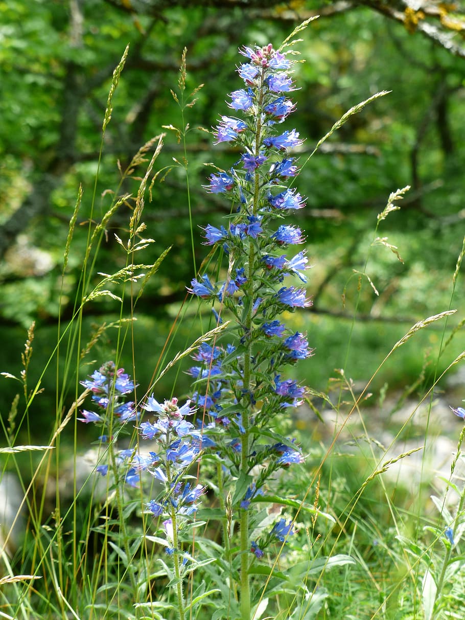 обыкновенный natternkopf, змеиная голова, цветок, цветы, синий, echium vulgare, raublattgewächs, boraginaceae, blue henry, sky fire