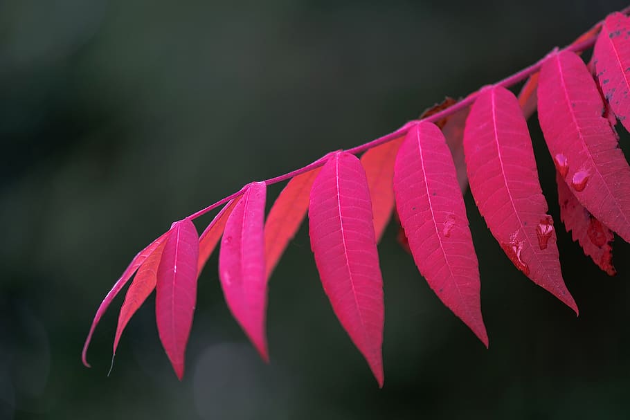 Macro, 2016, pink leaves, leaf, plant part, red, close-up, nature, plant, focus on foreground