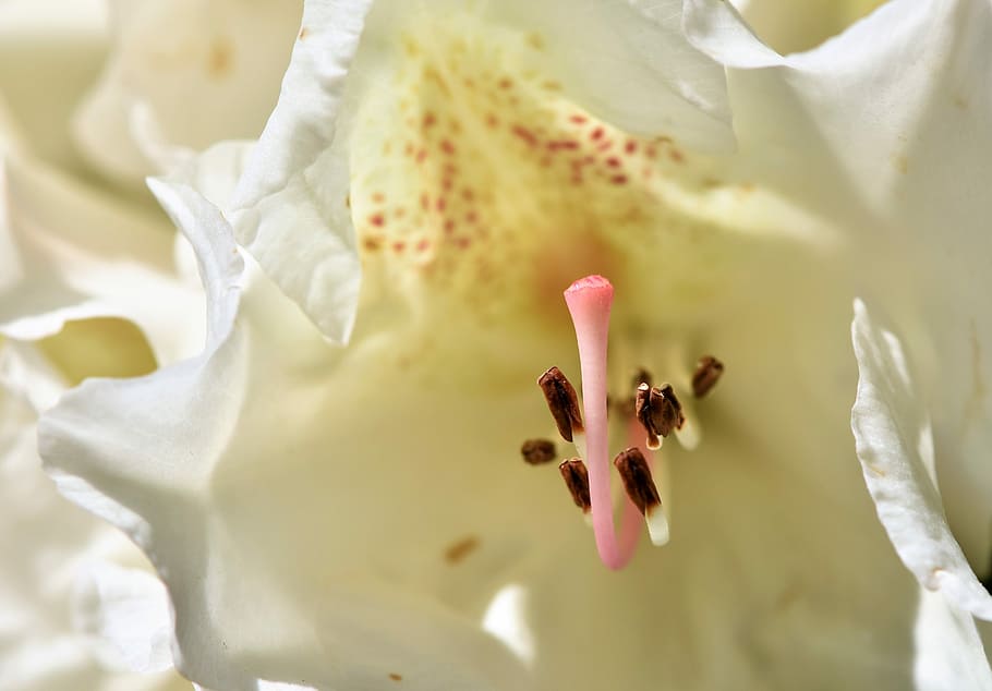 white, lily flower, macro photography, rhododendron, rhododendron buds, rhododendron flower, white rhododendron, bud, blossom, bloom