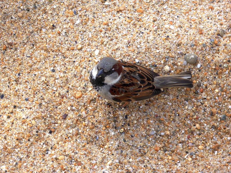 sparrow, bird, sand, nature, feathers, little bird, animals, grain of sand, petit, animal wildlife