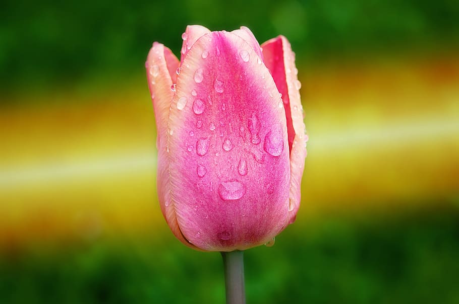 Tulip, Pink, Flower, Plant, Blossom, bloom, half closed, spring flower, schnittblume, garden