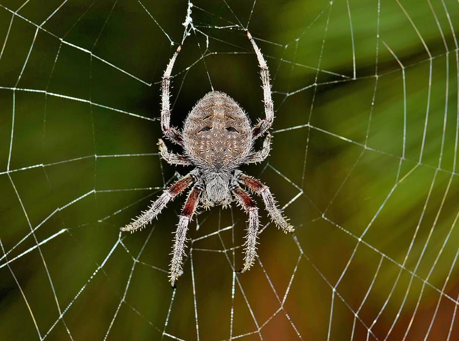 closeup, orb-weaver spider, spider, orb spider, orb weaver, web, webbed, trap, trapped, trapping