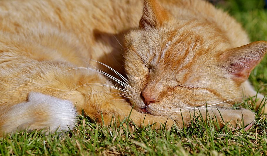 oranye, kucing betina, kucing, sedang tidur, hijau, rumput, kucing jantan, berambut merah, istirahat, tidur
