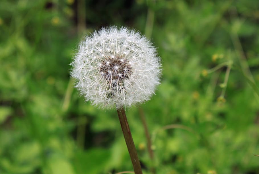 dandelion, seed, weed, color, plant, growth, nature, spring, allergy, allergies
