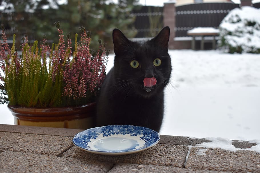 Cat, Language, Winter, black, the language of the, snow, beast, food, porcelain, heather