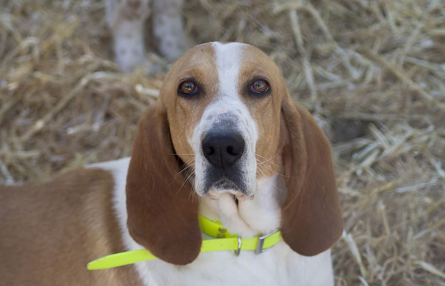 hunting dog, pack, kennel, necklace, one animal, domestic, domestic animals, pets, mammal, animal