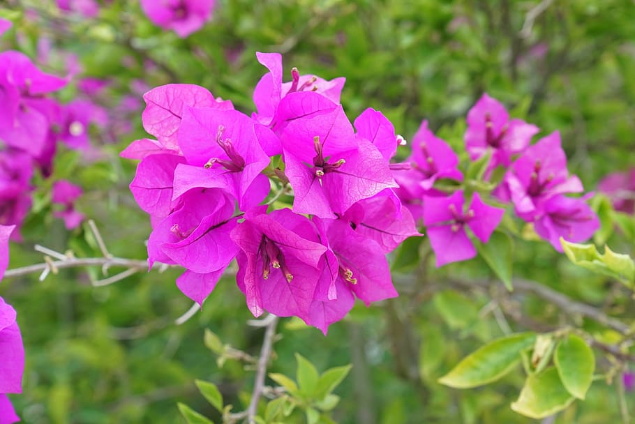 bougainvillea, ornamental vines, malaysia, tropical climbers, evergreen climber, flowering plant, flower, plant, beauty in nature, fragility
