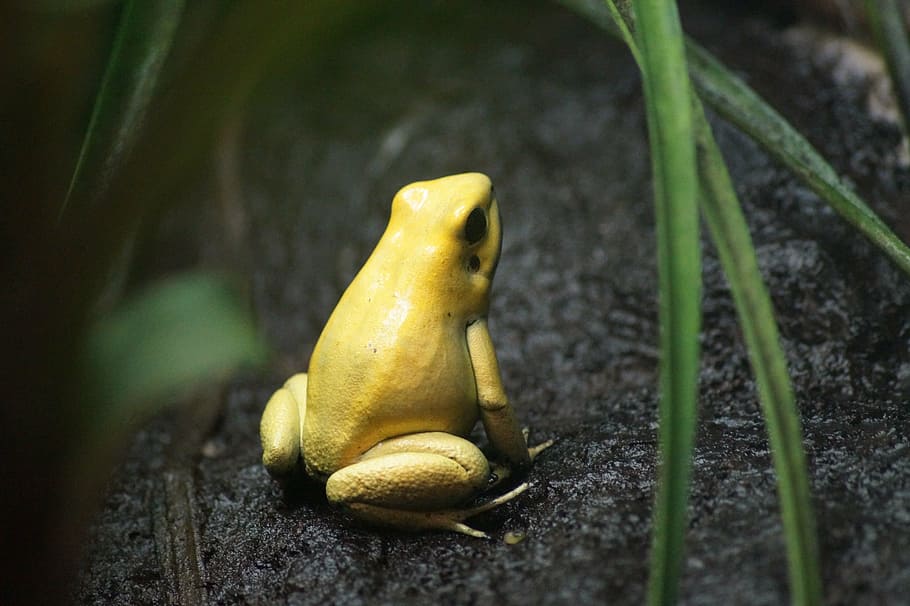 yellow, frog, green, leafed, plant, soil, closeup, photography, animals, amphibians