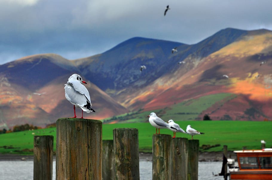 Cuatro, blanco, pájaros, marrón, madera, postes, gaviotas, Inglaterra, Cumbria, Derwentwater