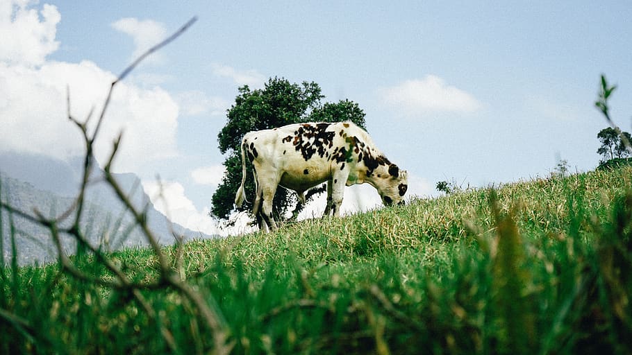 cow, grass, clouds, sky, green, farm, milk, trees, nature, landscape