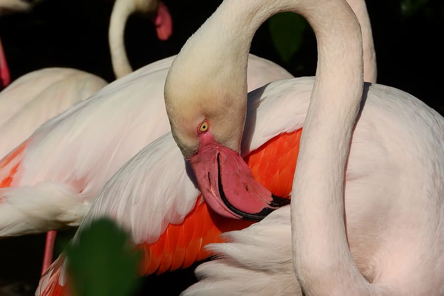Flamingo, Pink, Phoenicopterus Roseus, flamingo pink, beak, cleansing is, to clean the feathers, one animal, animal themes, animals in the wild