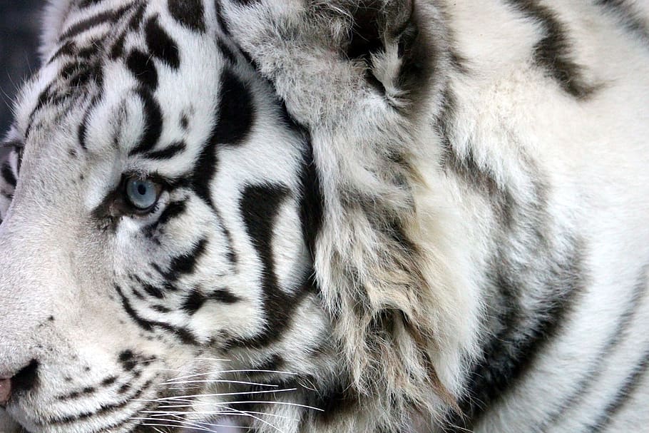 White Tiger, Bengal Tiger, Indian Tiger, wild cat, predator, snout, zoo, dangerous animal, beast of prey, danger