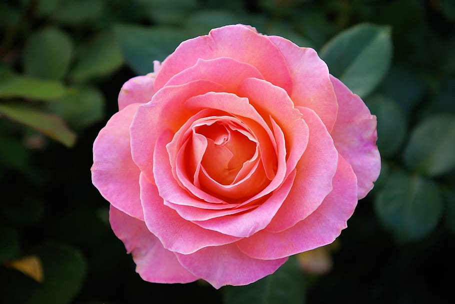 pink rose at olbrich, rose, flower, pink, olbrich, botanical, gardens, madison, wisconsin, bloom