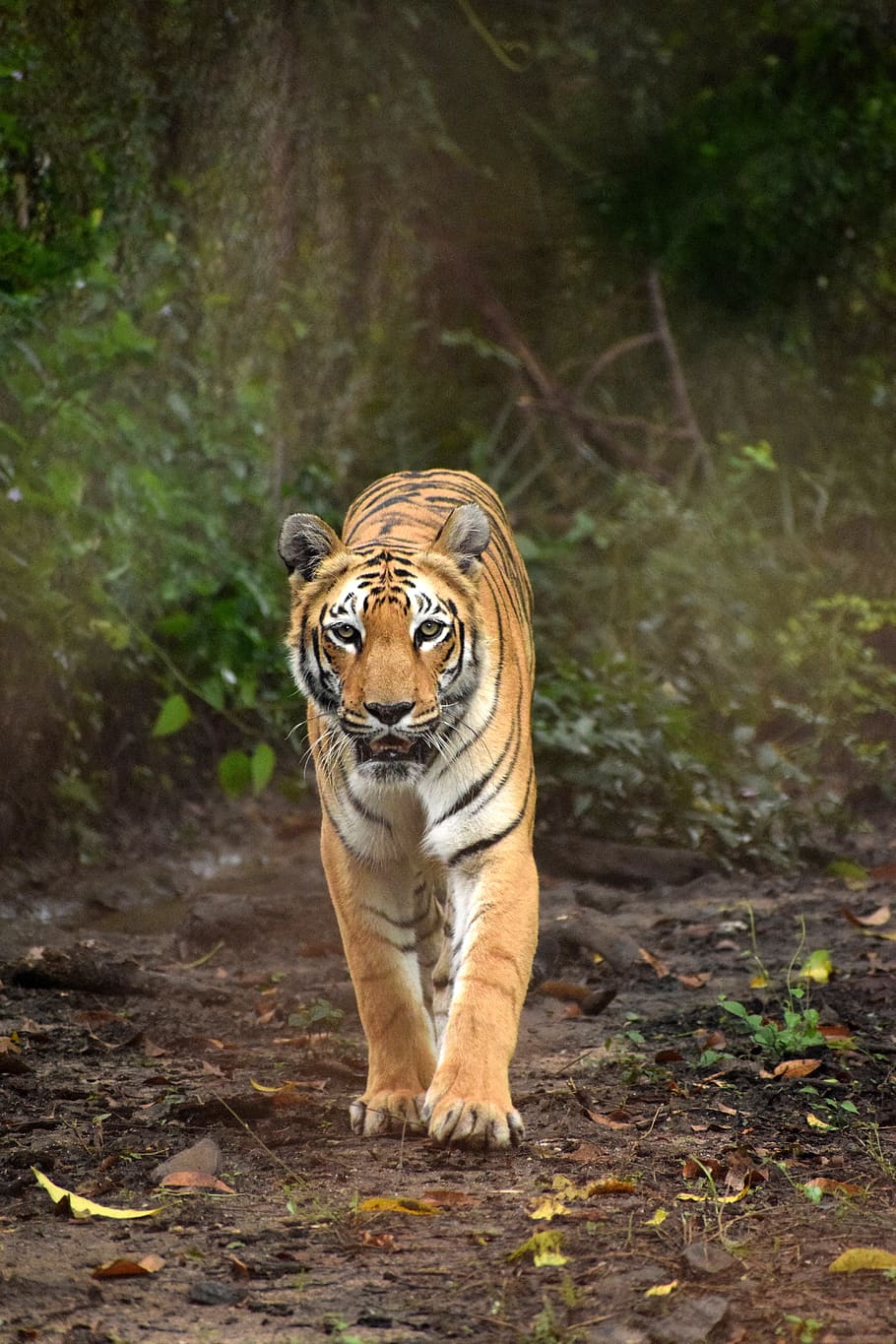 tiger, forest, jungle, nature, animal, wildlife, cat, environment, lion,  asia | Pxfuel