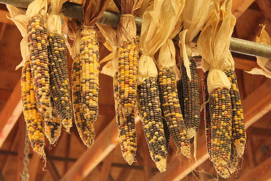 Indian Corn, Fall, autumn, corn, indian, harvest, maize, season, colorful, food