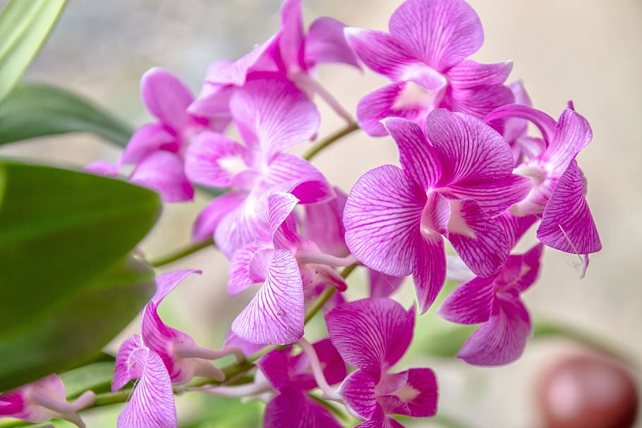 orchid, pink orchid, pink, flower, thailand, flowering plant, plant, beauty in nature, freshness, petal