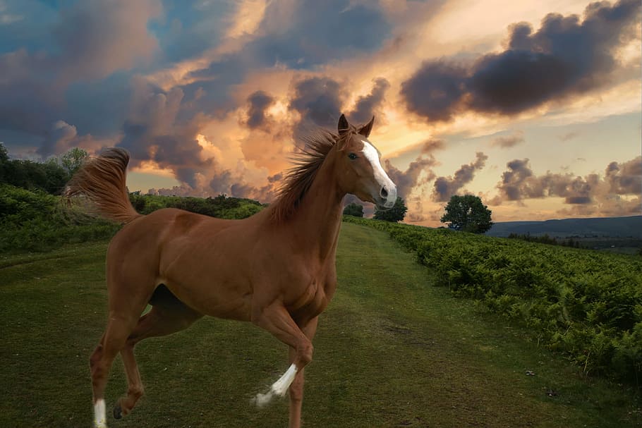 marrom, cavalo, corrida, verde, campo, animal, natureza, cavalo puro-sangue, cavalo branco, fofo