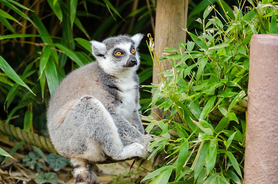 lémur, sentado, árbol, Madagascar, primate, mono, gracioso, curioso, lindo, lemuridae