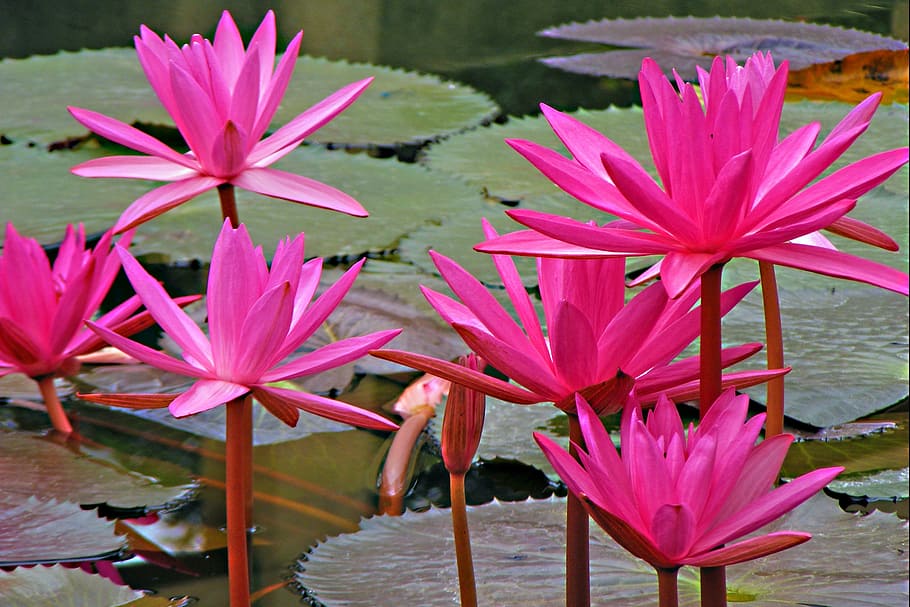 pink water lilies, lotus, water lily, flowers, pink lotus, flowering plant, flower, plant, water, beauty in nature