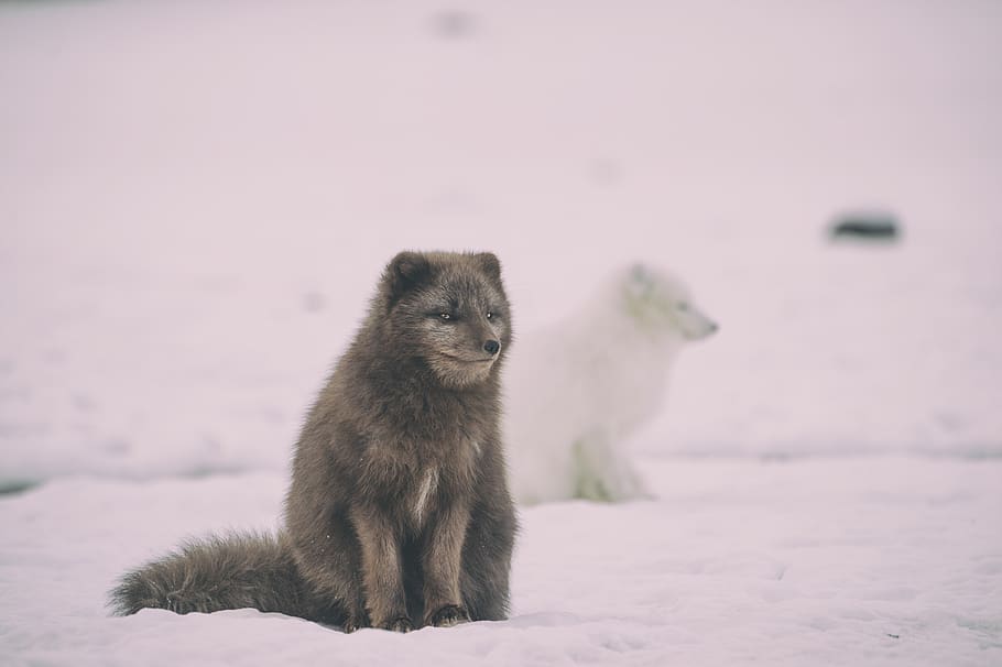 snow, winter, white, cold, weather, ice, animals, nature, fur, brown