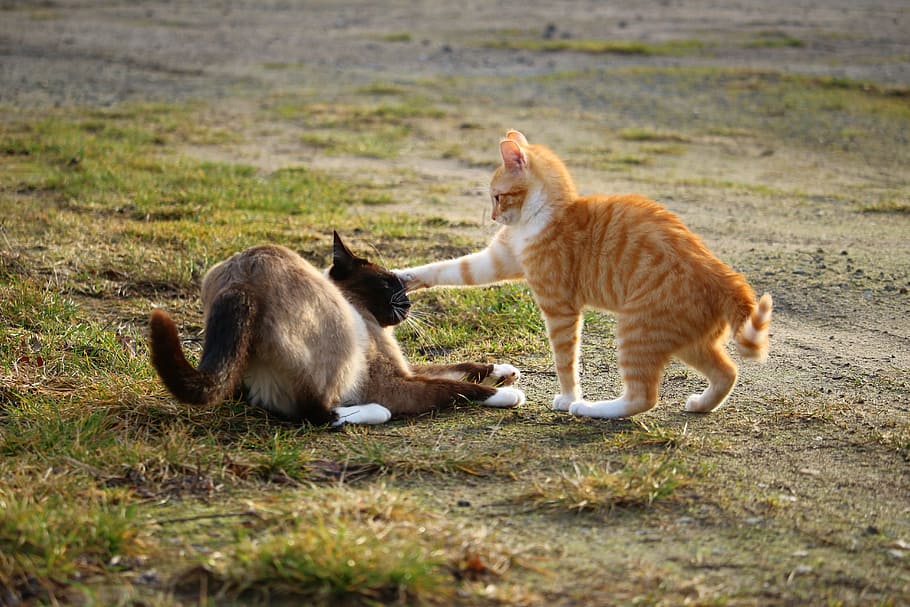 two, orange, siamese cats, playing, grass field, orange tabby, tabby cat, Burmese cat, ground, cat
