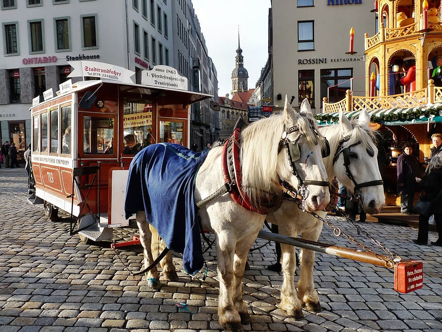 horse, drawn, carriage, carriage rides, Horse Drawn Carriage, Rides, neumarkt, wagon, team, means of transport