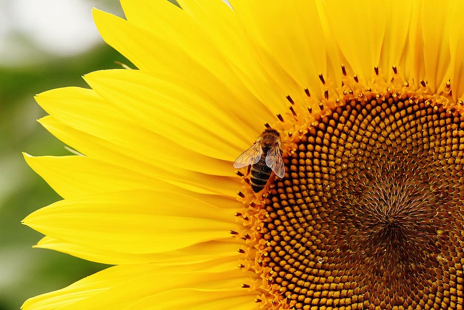 closeup, photography honeybee, perched, yellow, sunflower, sun flower, bees, summer, garden, blossom