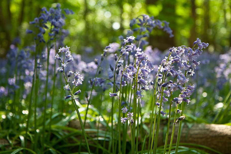 bluebells iluminado pelo sol, sentar-se, bosques, iluminado pelo sol, bluebells, nos bosques, natureza, flor, flores, natural