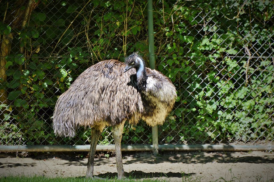 emu, flightless bird, bird, flightless laufvogel, zoo, animal world, tierpark hellabrunn, one animal, animal themes, animal