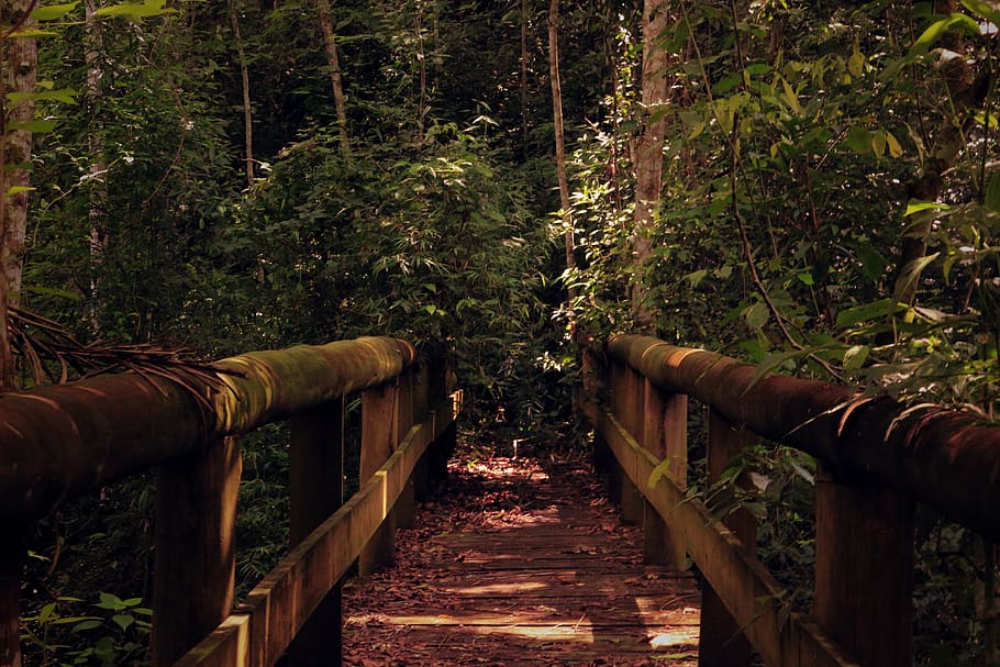 kayu, jembatan, alam, gelap, pohon, tanaman, hutan, menanam, arah, jalan ke depan
