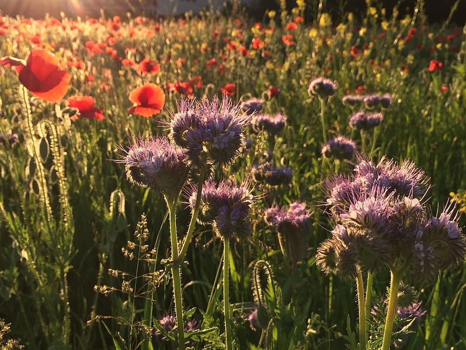 Waldegg, Winterthur, Seen, winterthur, seen, flower, purple, nature, plant, field, outdoors