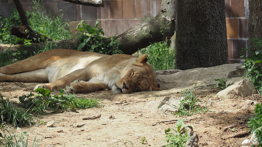Melaka online zoo Safari