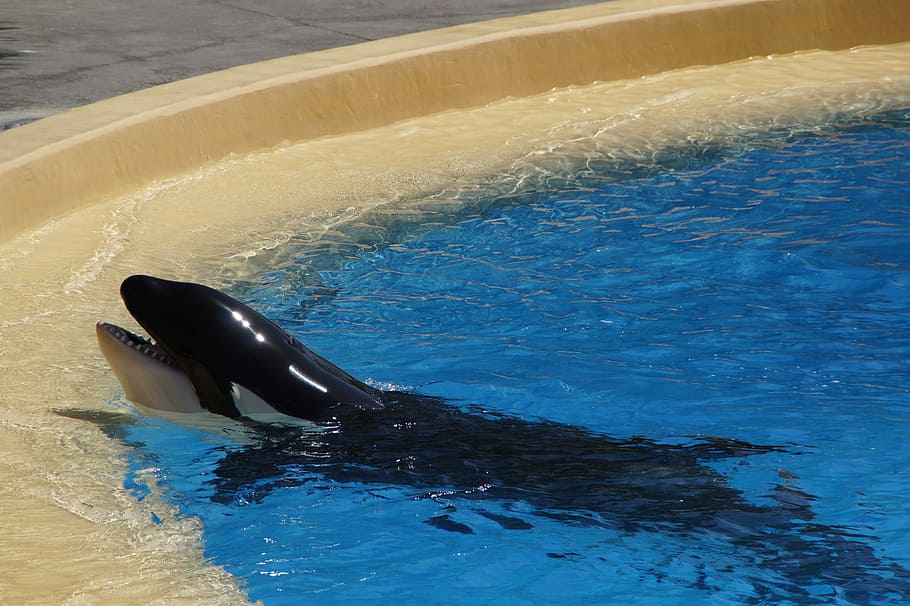 Killer Whale, Whale, Killer, Orca, Pool, killer, wal, water, zoo, loropark, cruelty to animals