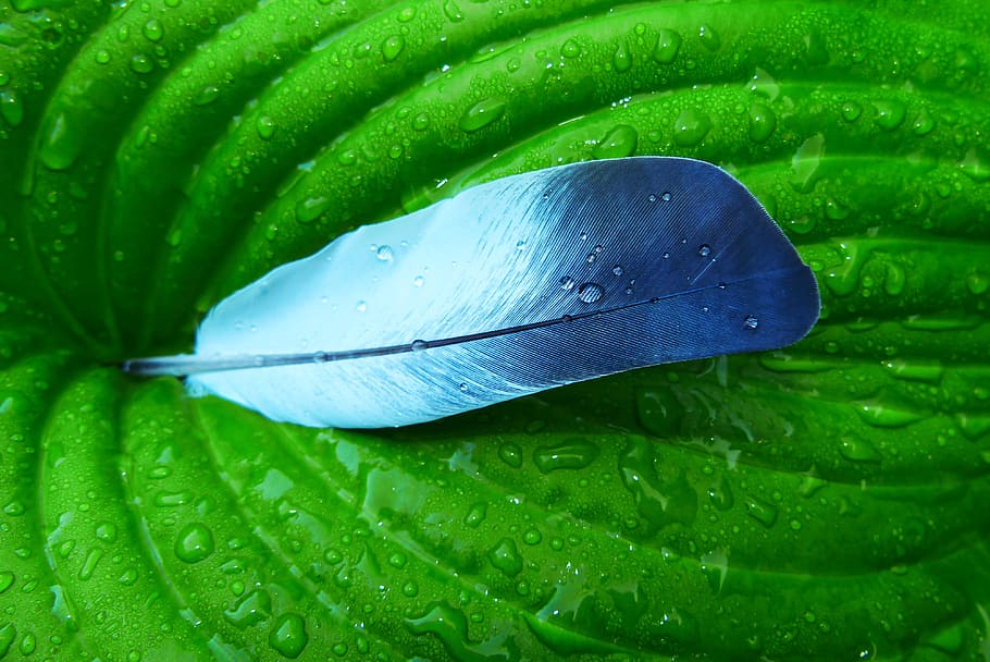 the feather of a bird, leaf, rain, drops, precipitation, color, beautiful, alive, vegetation, nature
