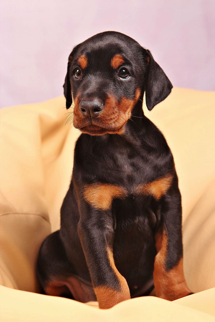 black, doberman pinscher puppy, sitting, dog, doberman, pets, animal, canine, purebred Dog, cute
