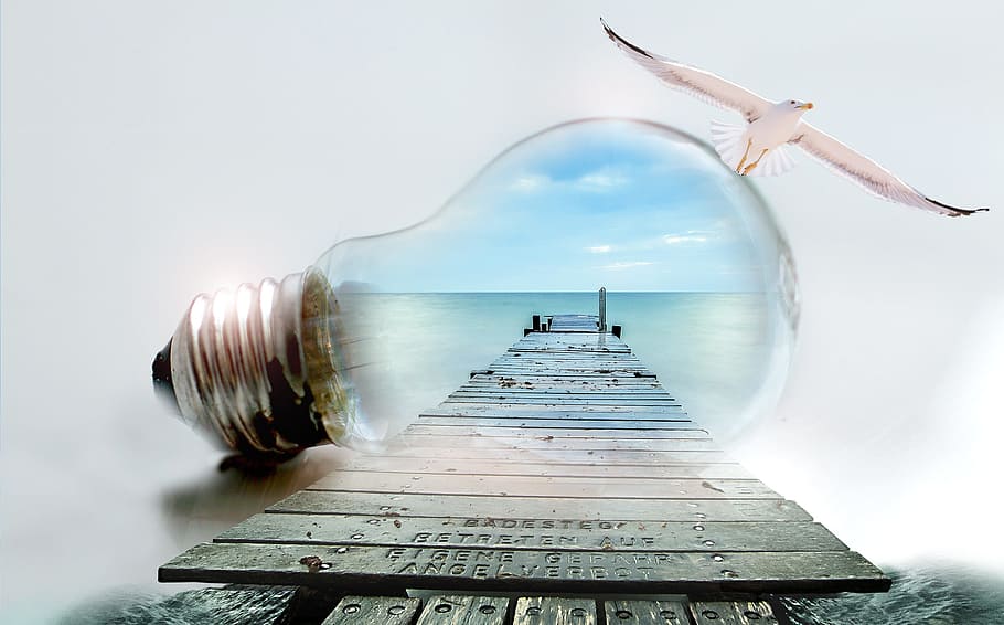 clear, light bulb, gray, wooden, ocean dock illustration, seagull, sea, web, pear, thread
