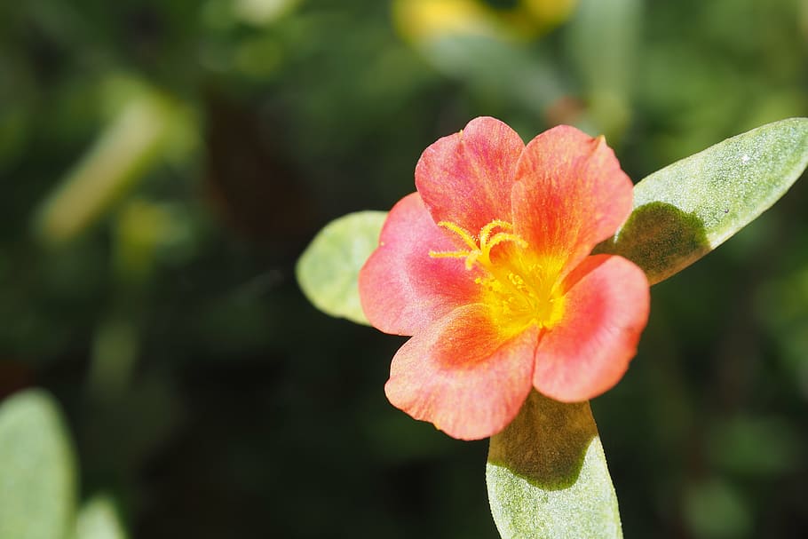 portulaca oleracea, flowers, red, close, bright, nature, open, spring, summer, colors