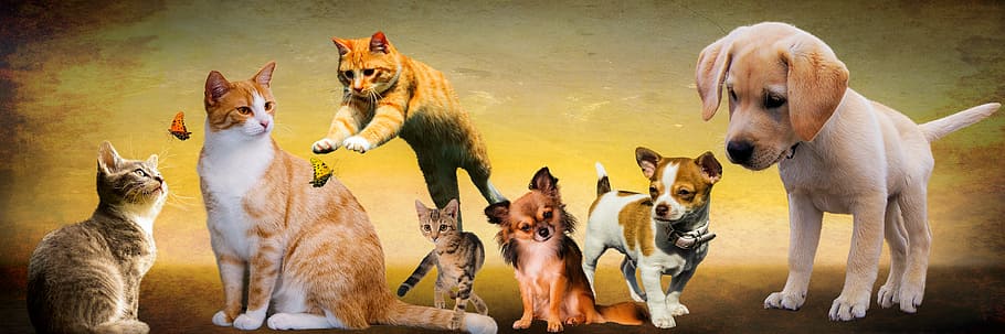 blanco, marrón, gatos, perros ilustraciones, animales, perros, gato, jugar, animales jóvenes, cachorro